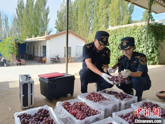 图为兰州海关所属敦煌机场海关关员对出口鲜葡萄开展查验。萧梁之乾 摄