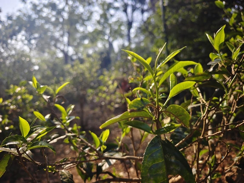 景迈山春茶。李茂颖摄