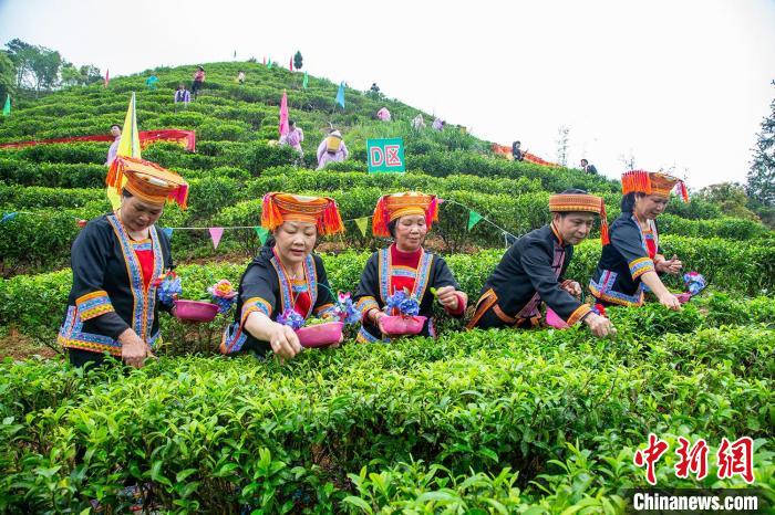 夏宜瑶族乡的瑶族民众在茶园采茶(资料图)。蒙山县委宣传部供图