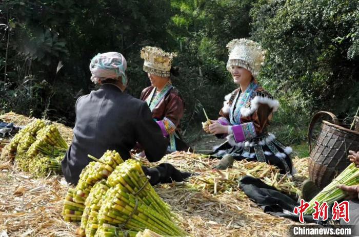 外资项目带动广西山区农民上山采收竹笋增收。广西农业外资项目管理中心供图