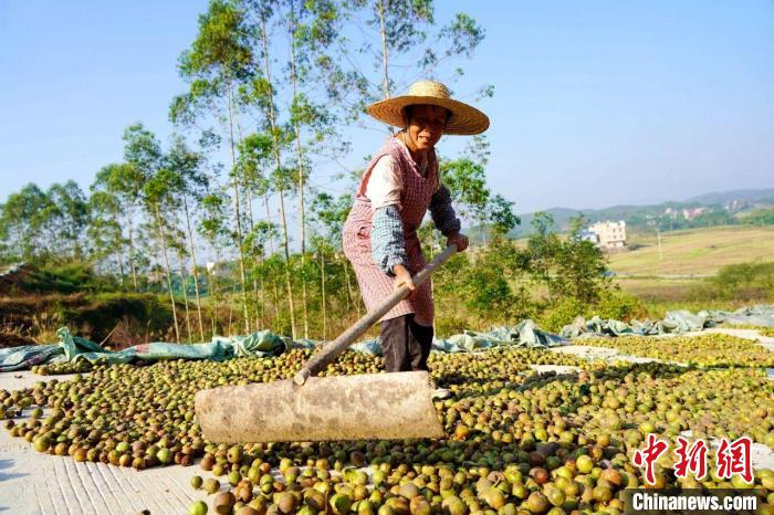 图为村民在晾晒油茶果。谢海兵 摄