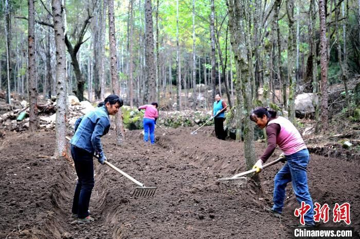 陕西省汉中市留坝县农户正在林下种植西洋参。　张威 摄