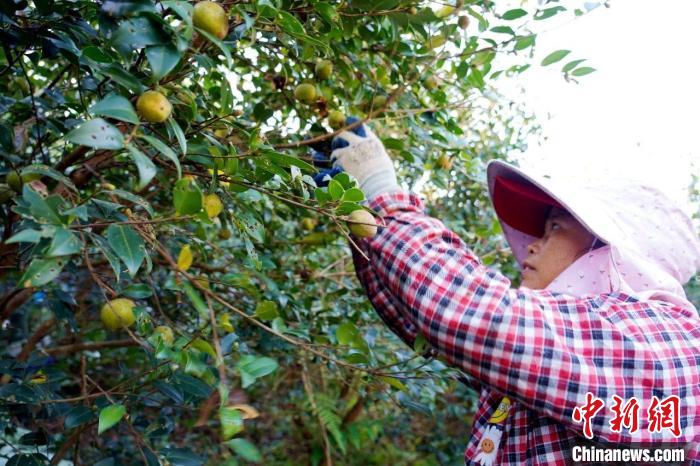 在广西贵港市港北区中里乡六台村的油茶种植基地，村民在采摘油茶果。谢海兵 摄